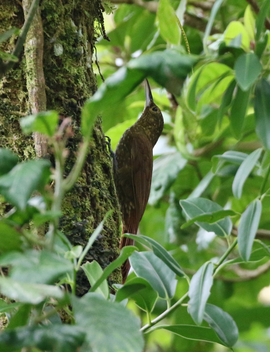 Spotted Woodcreeper - ML99173181