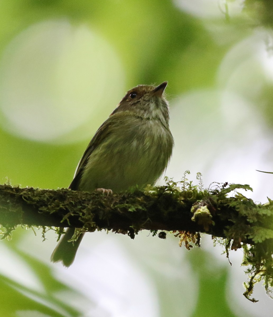 Scale-crested Pygmy-Tyrant - ML99173301