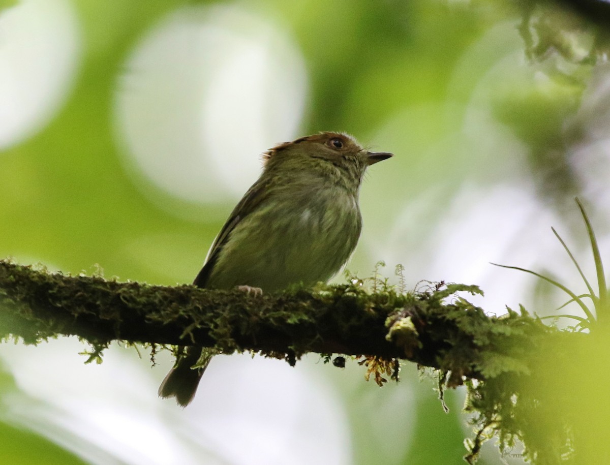 Scale-crested Pygmy-Tyrant - ML99173361