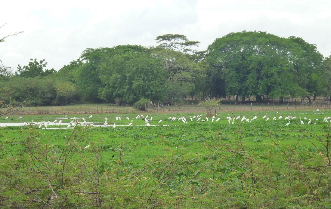 Wood Stork - Audubon Panamá