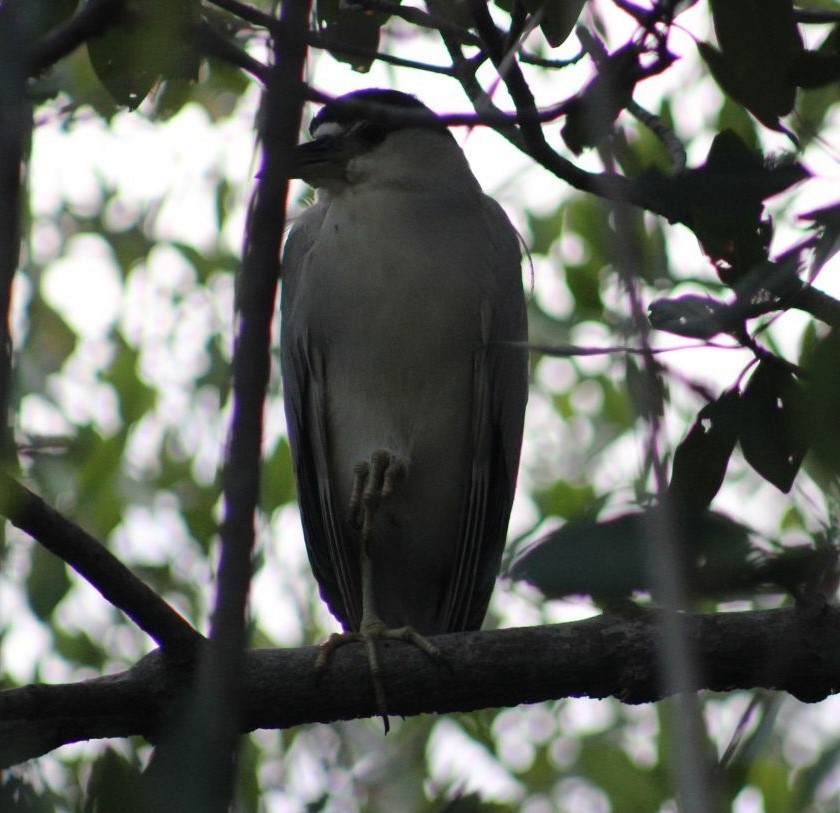 Black-crowned Night Heron - ML99177201