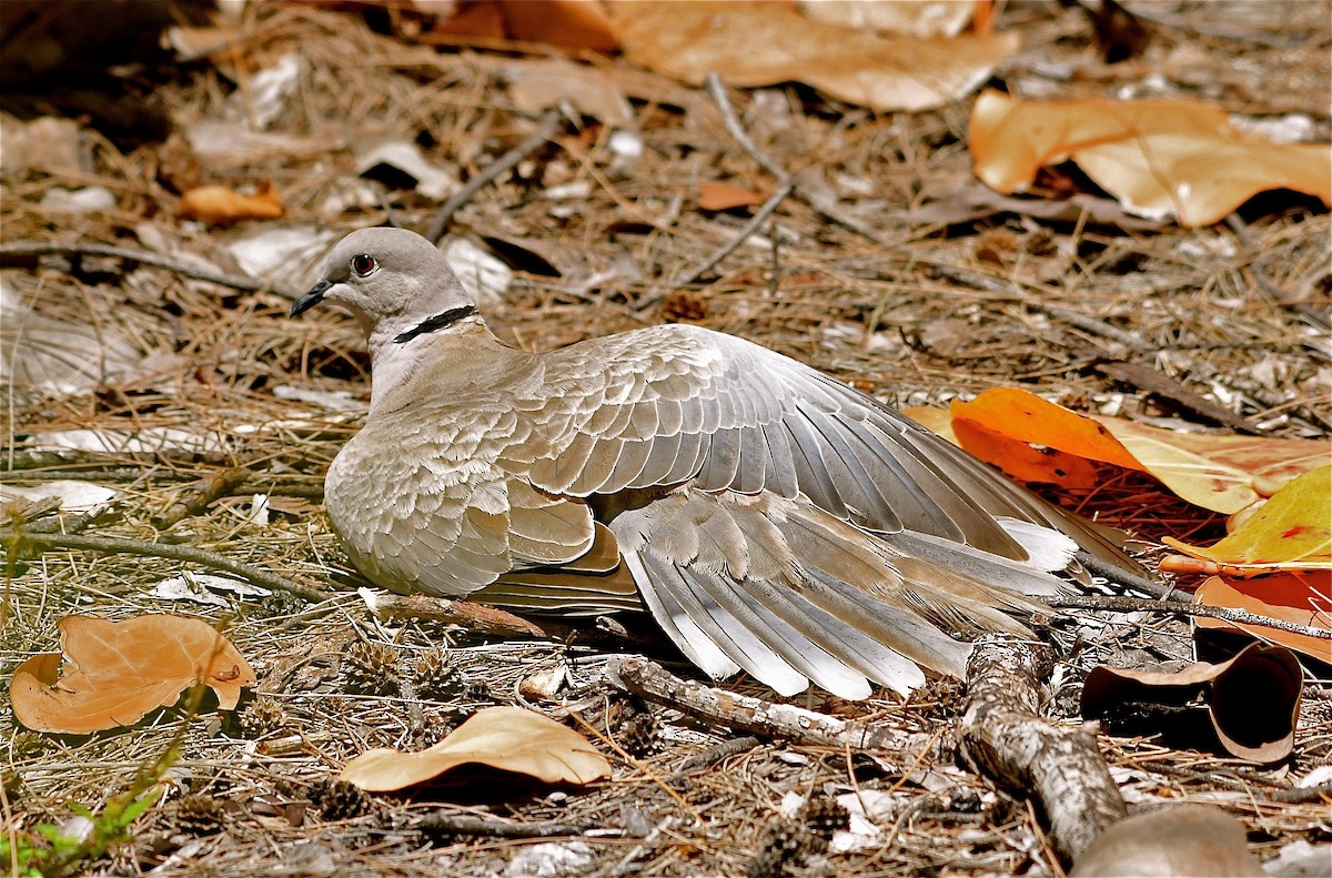 Eurasian Collared-Dove - Suzanne Zuckerman