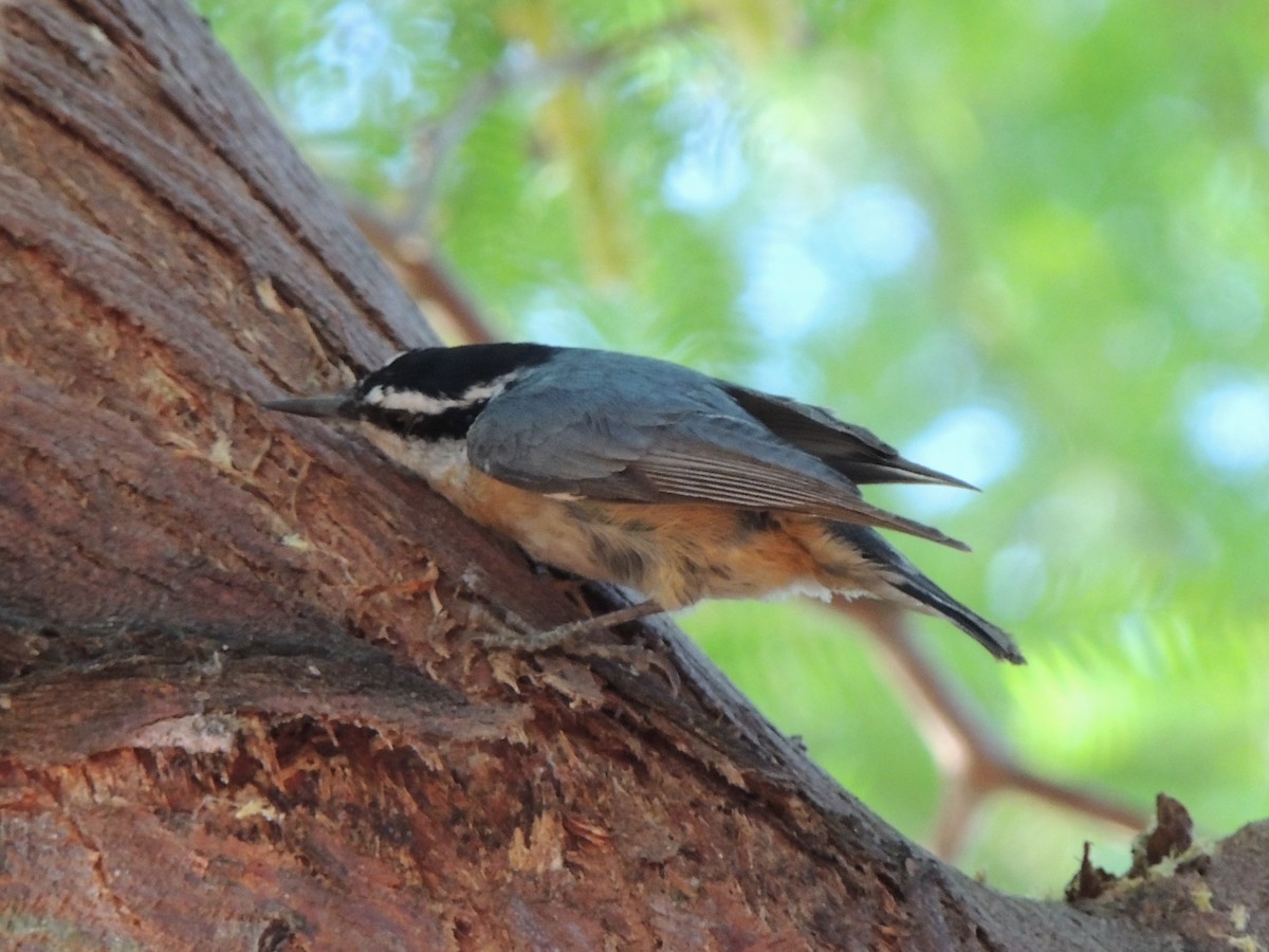 Red-breasted Nuthatch - Brian Johnson