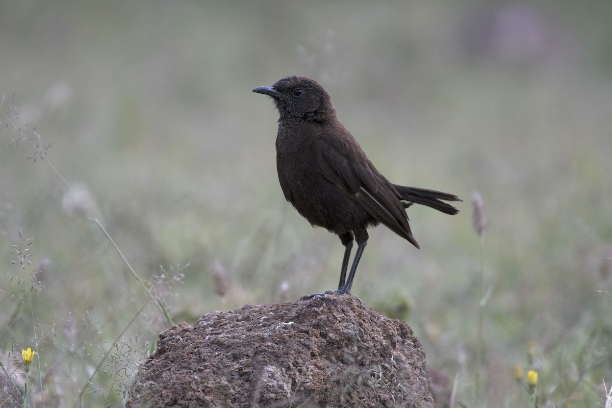 Northern Anteater-Chat - ML99188181