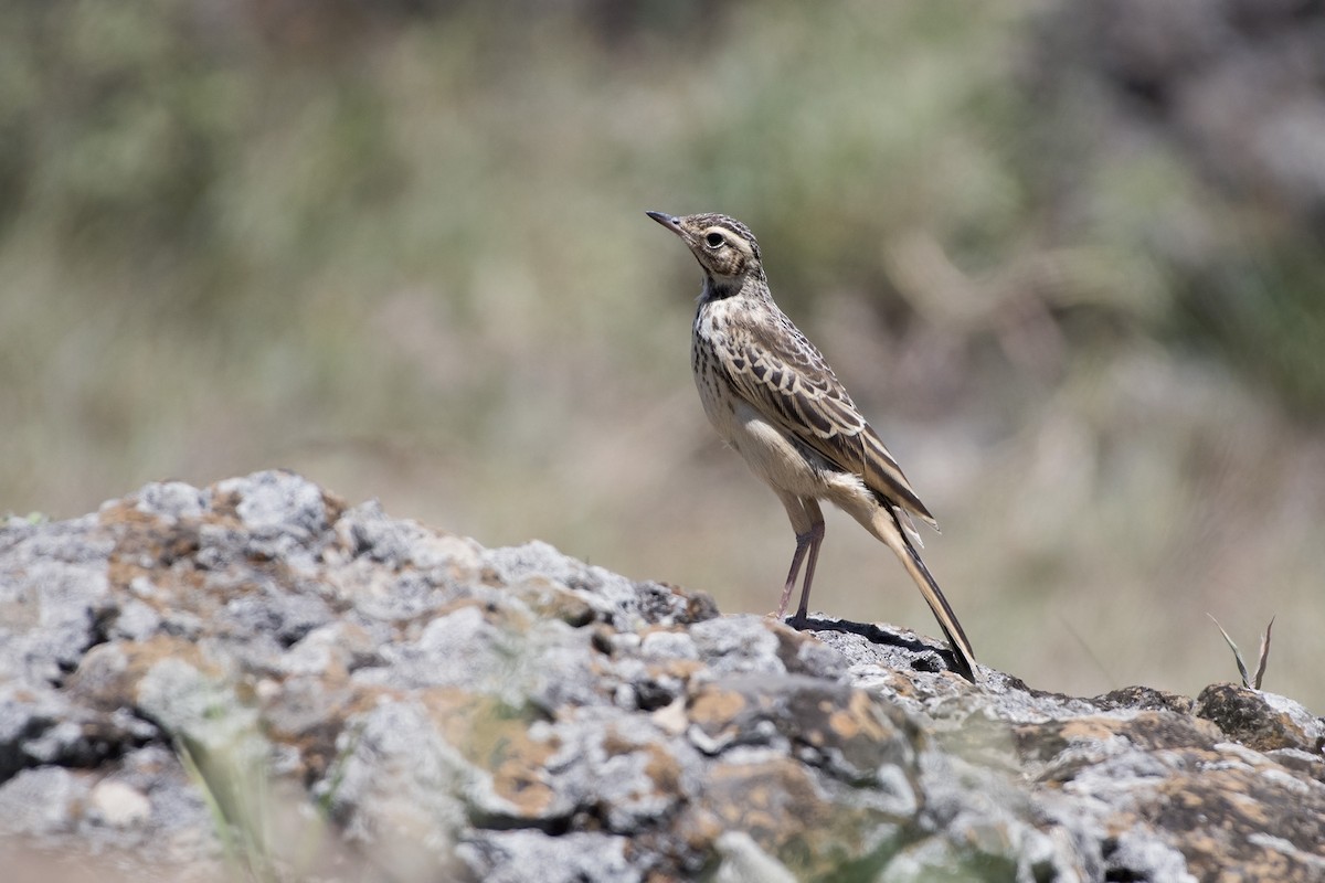 African Pipit - ML99188691