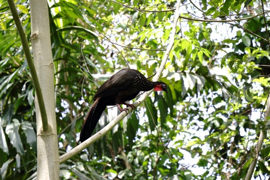Crested Guan - ML99190581