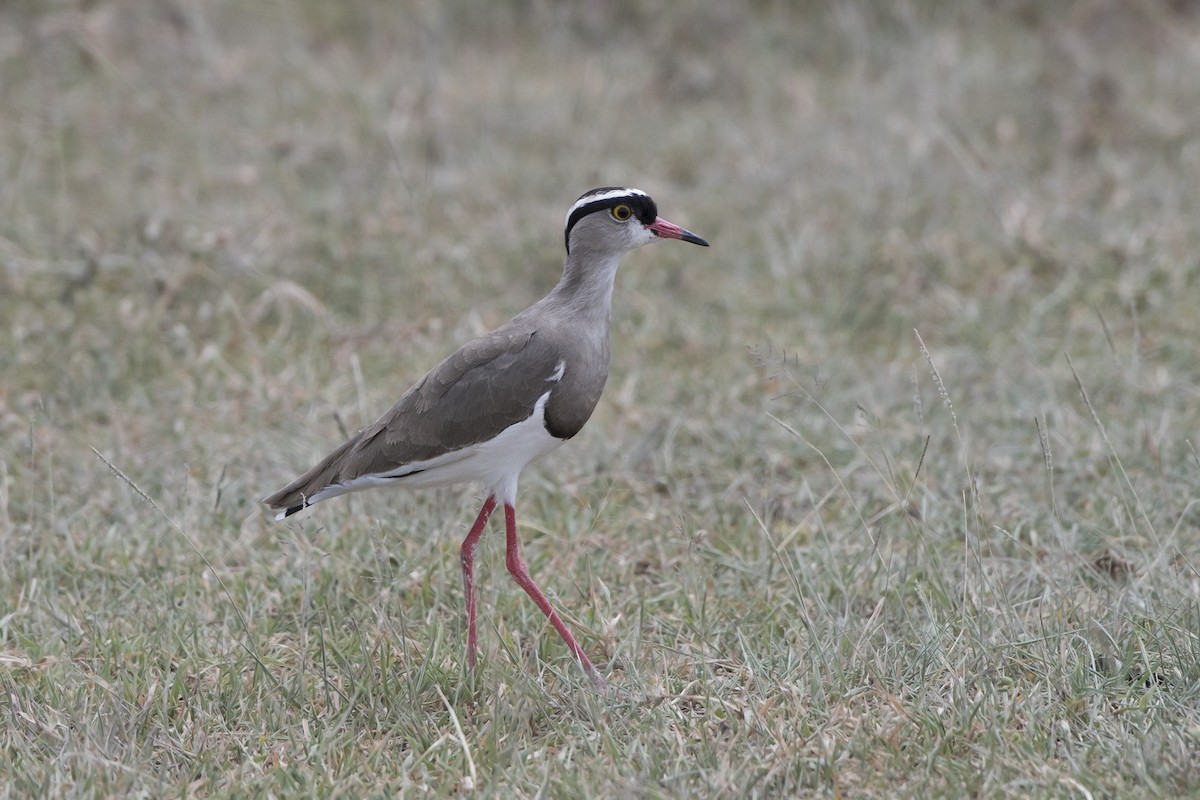 Crowned Lapwing - ML99191051