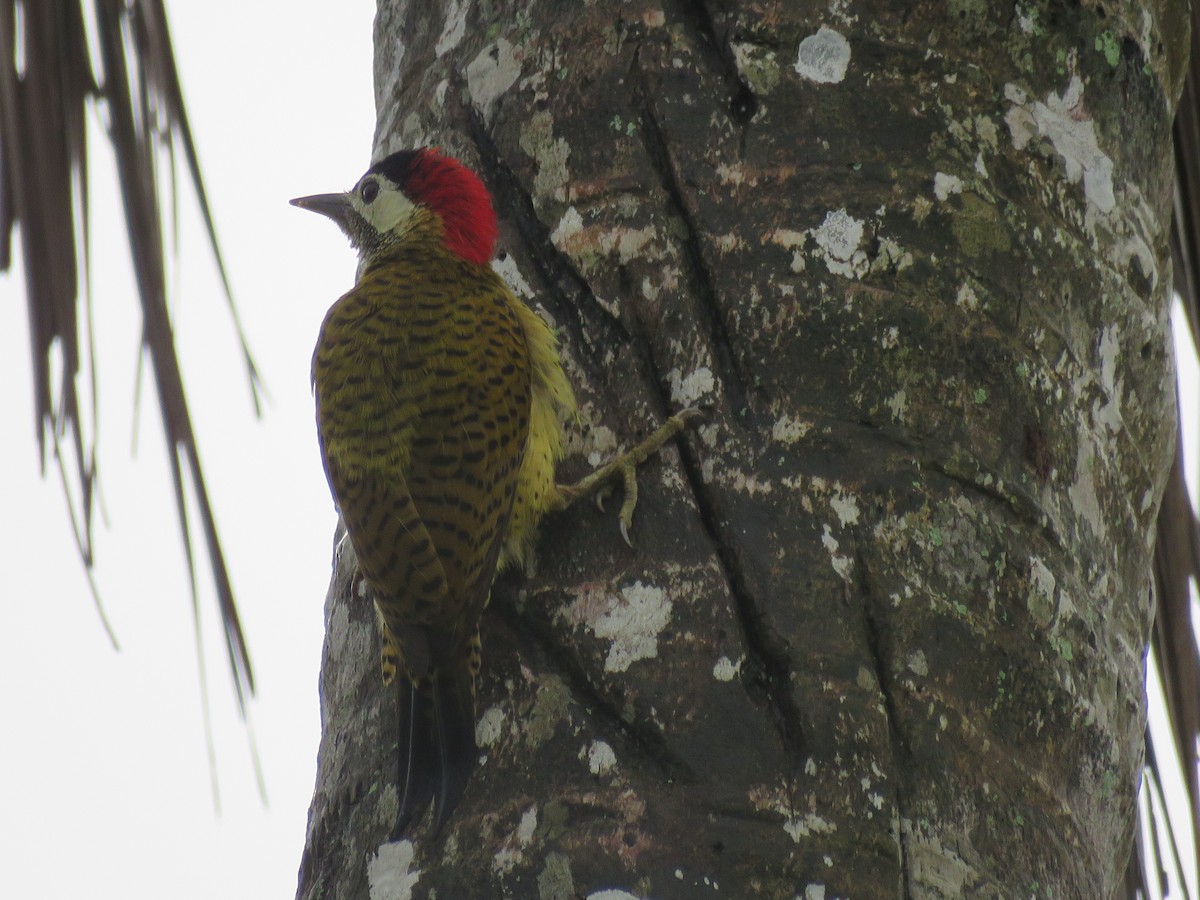 Spot-breasted Woodpecker - Gabriel Camilo Jaramillo Giraldo