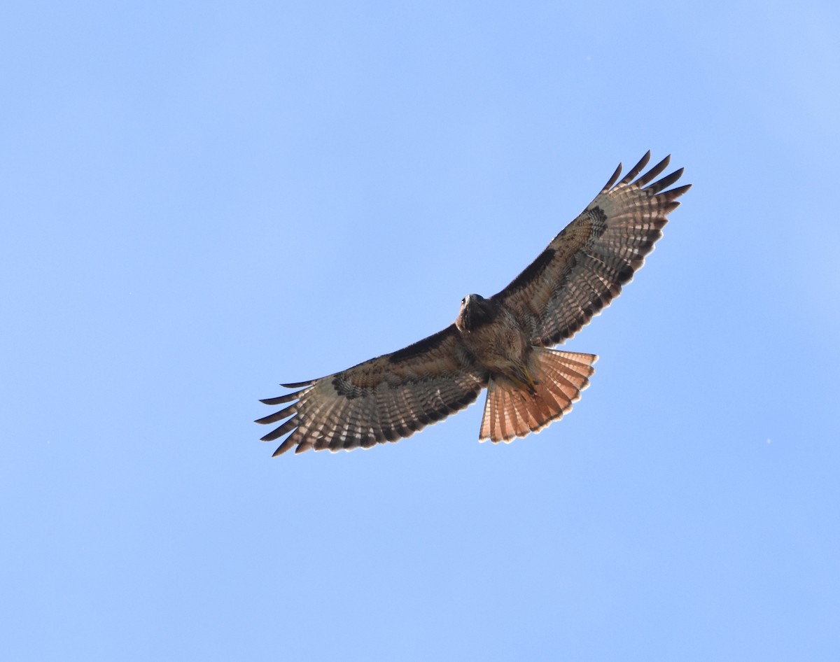 Red-tailed Hawk - ML99195351