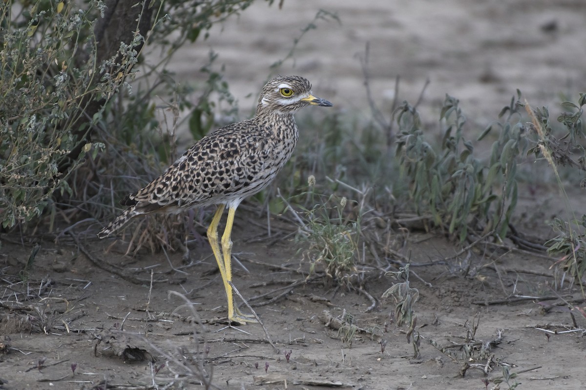 Spotted Thick-knee - ML99197451