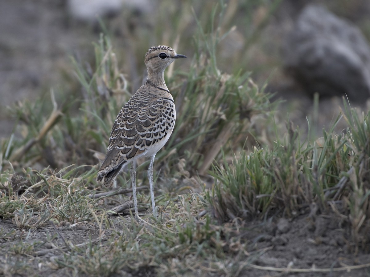 Double-banded Courser - ML99197561