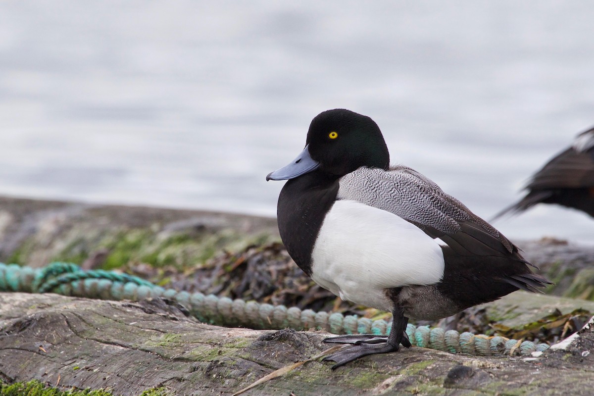 Greater Scaup - ML99198871