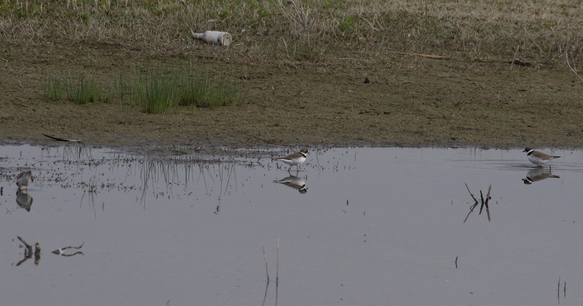 Semipalmated Plover - ML99199661