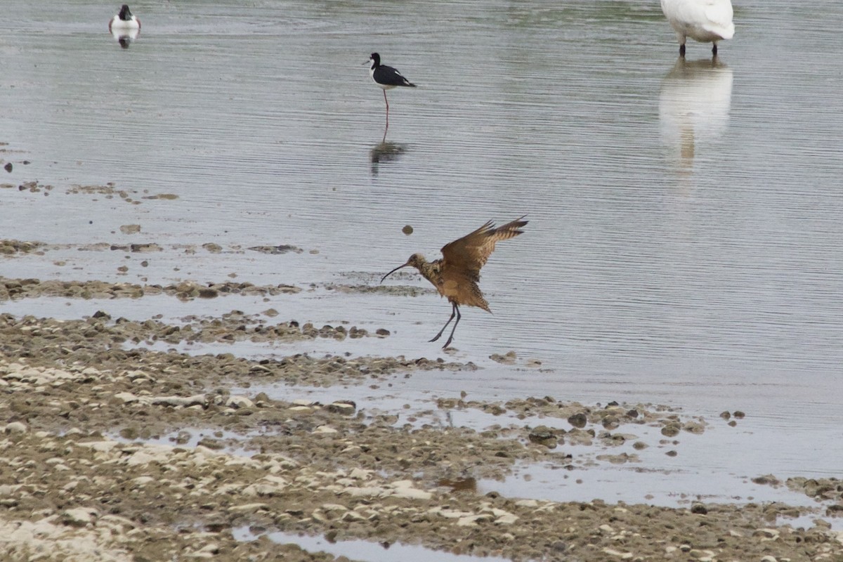 Long-billed Curlew - ML99201081