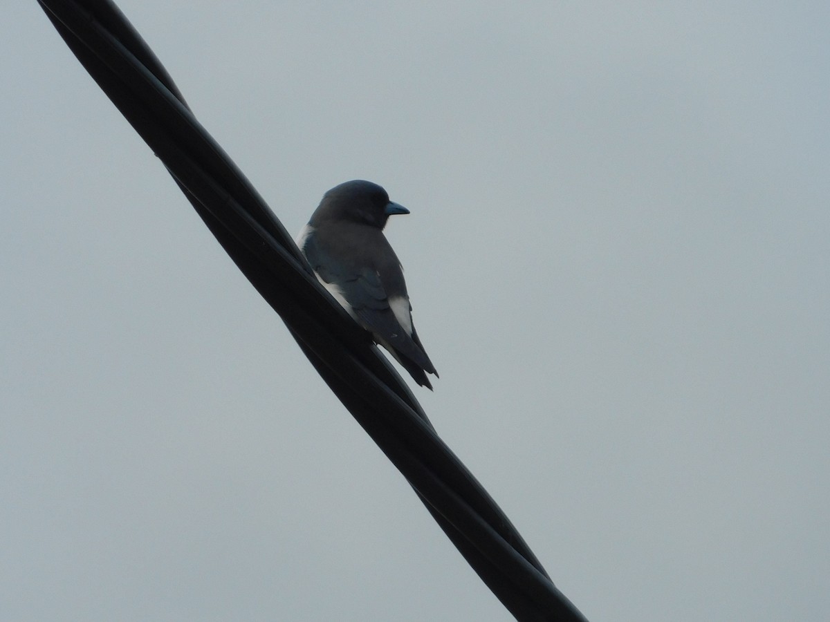 White-breasted Woodswallow - ML99202671