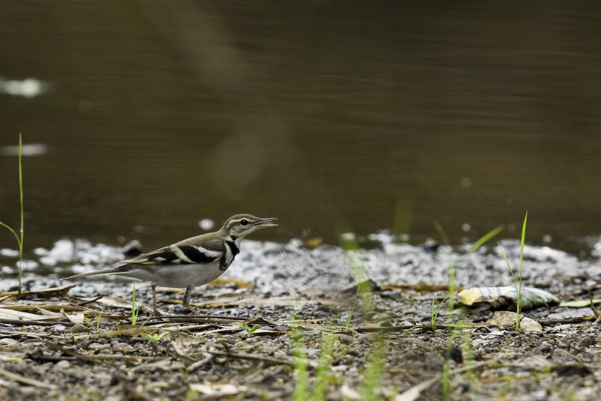 Forest Wagtail - ML99203361