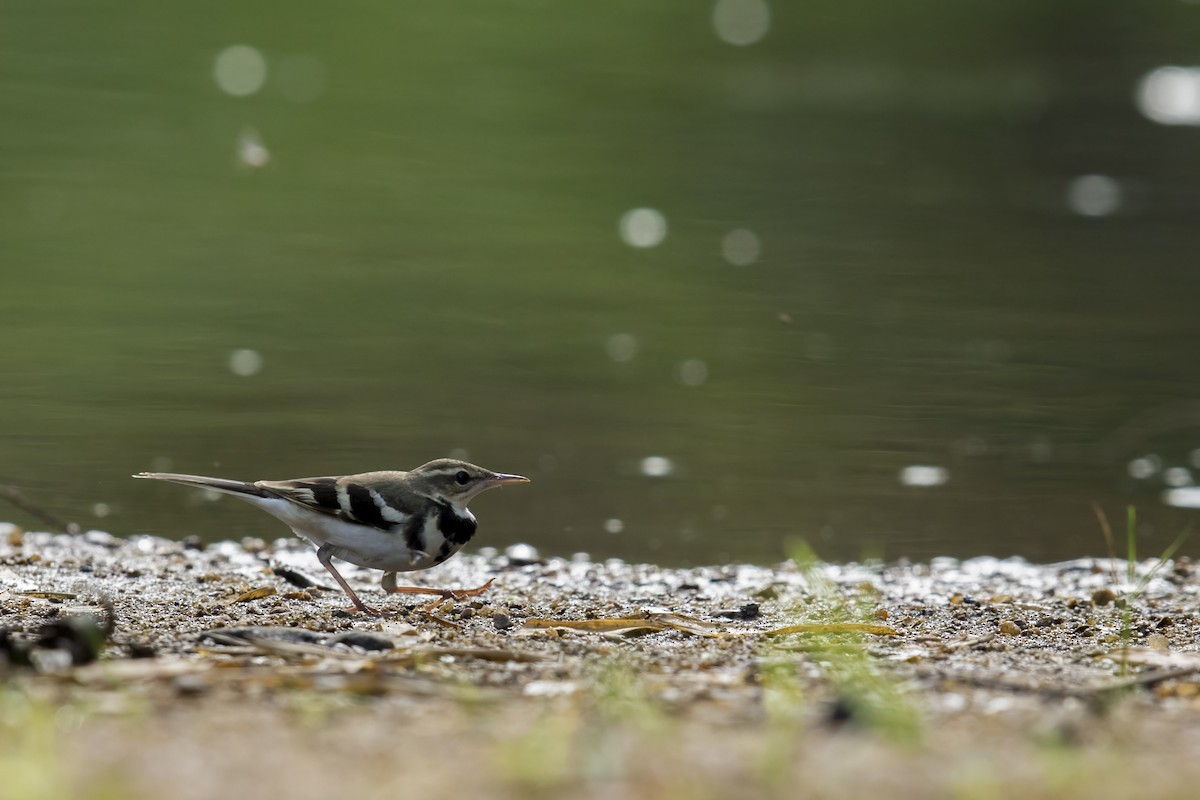 Forest Wagtail - ML99203381