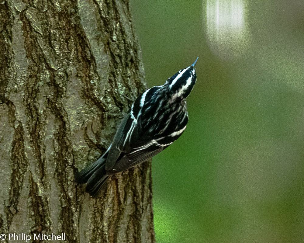 Black-and-white Warbler - ML99206821