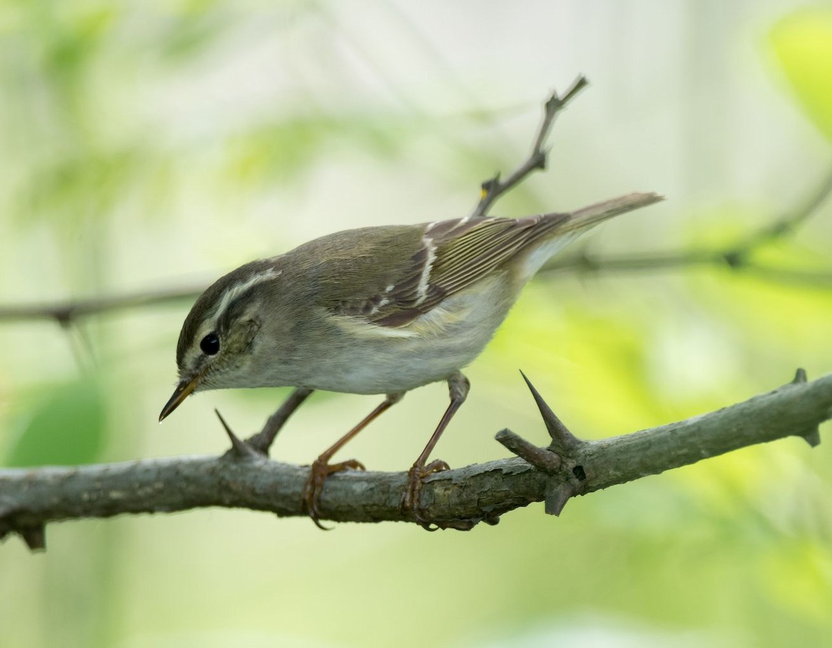 Yellow-browed Warbler - ML99208441