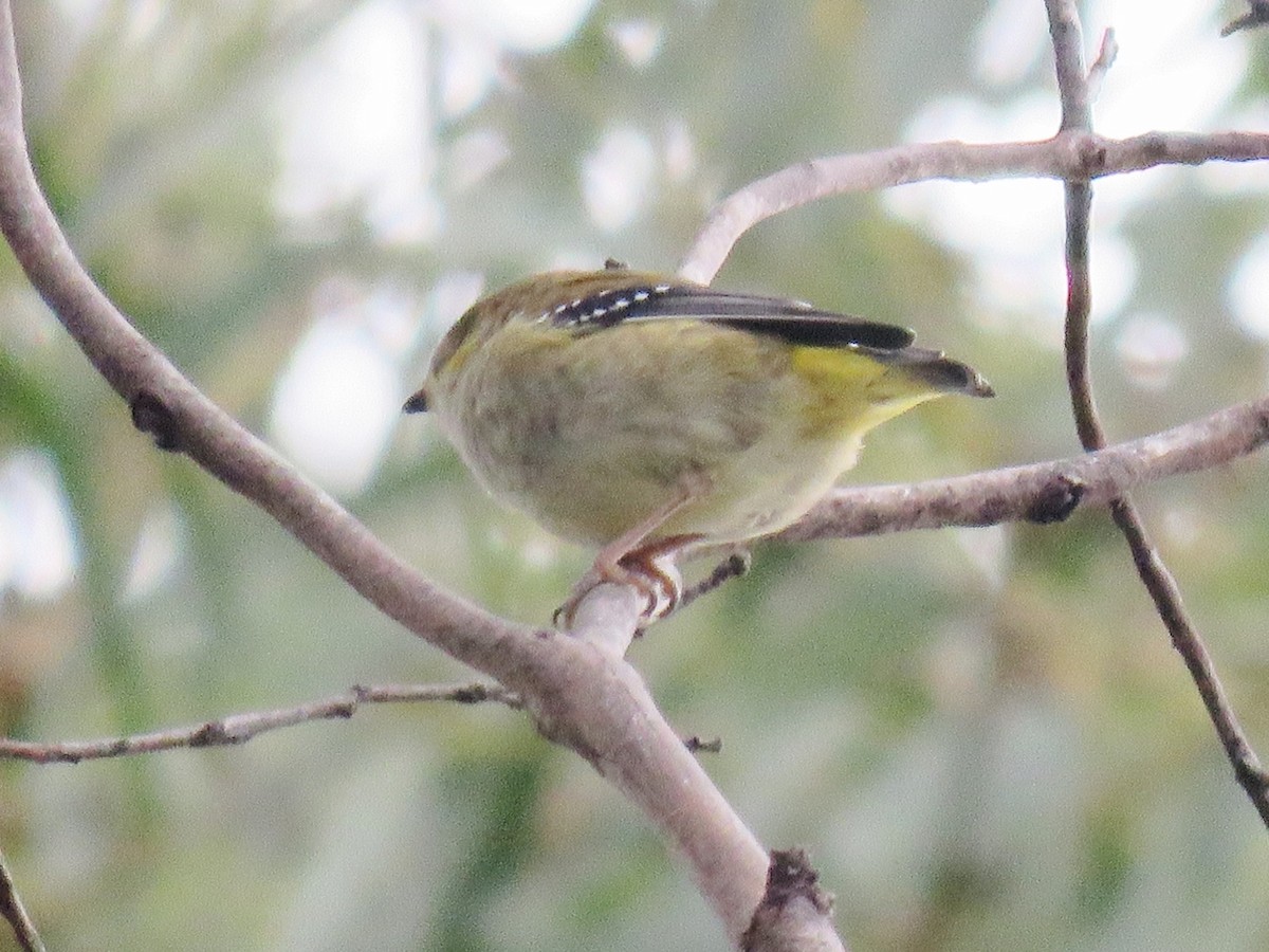 Forty-spotted Pardalote - Richard Arnold