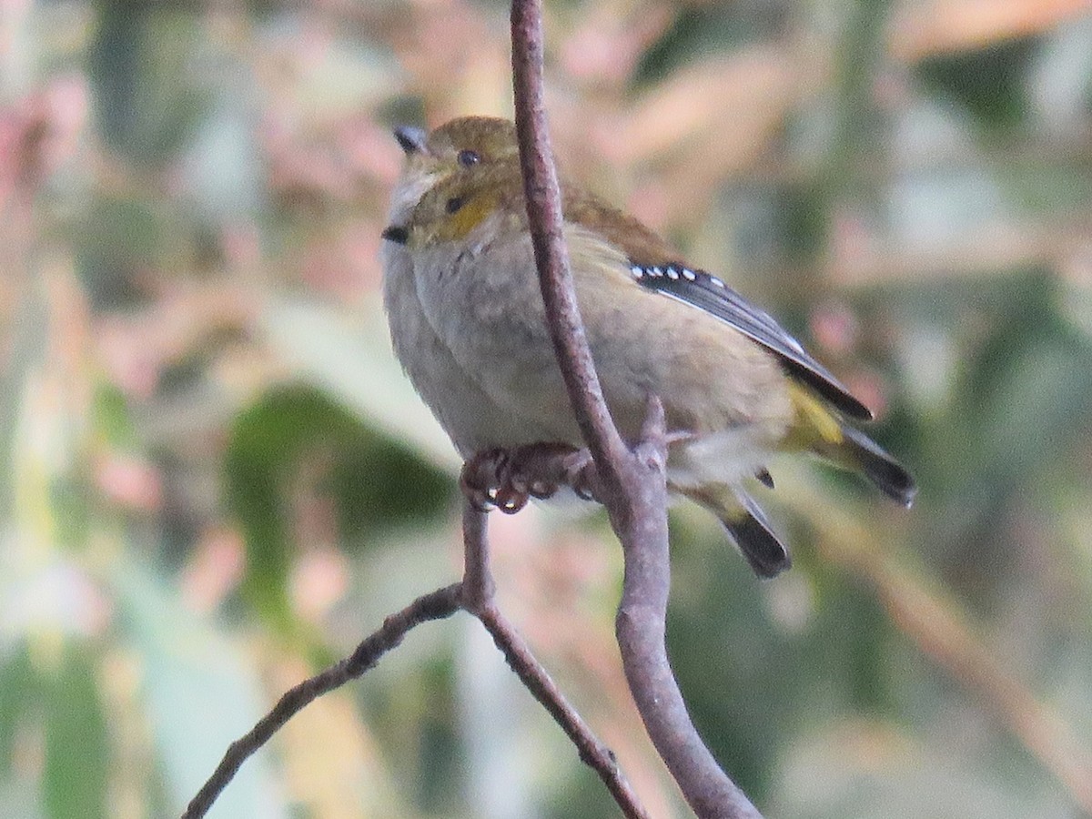 Forty-spotted Pardalote - Richard Arnold