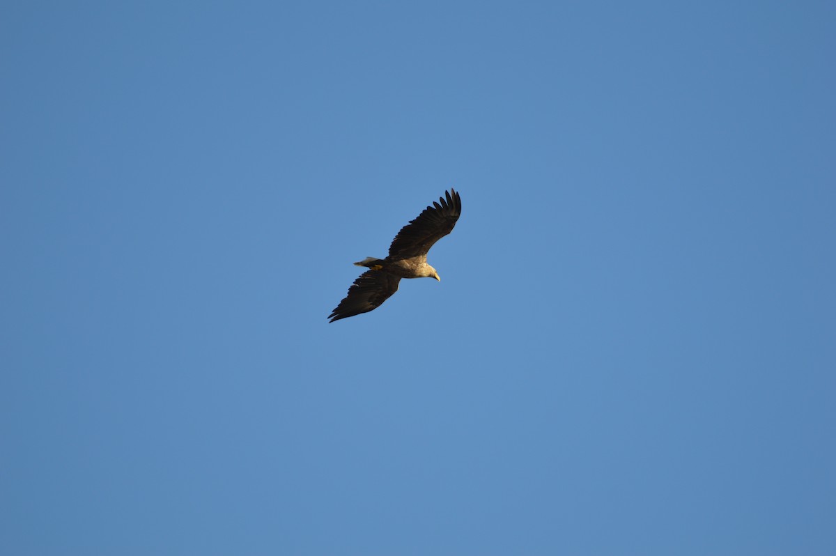 White-tailed Eagle - ML99213901