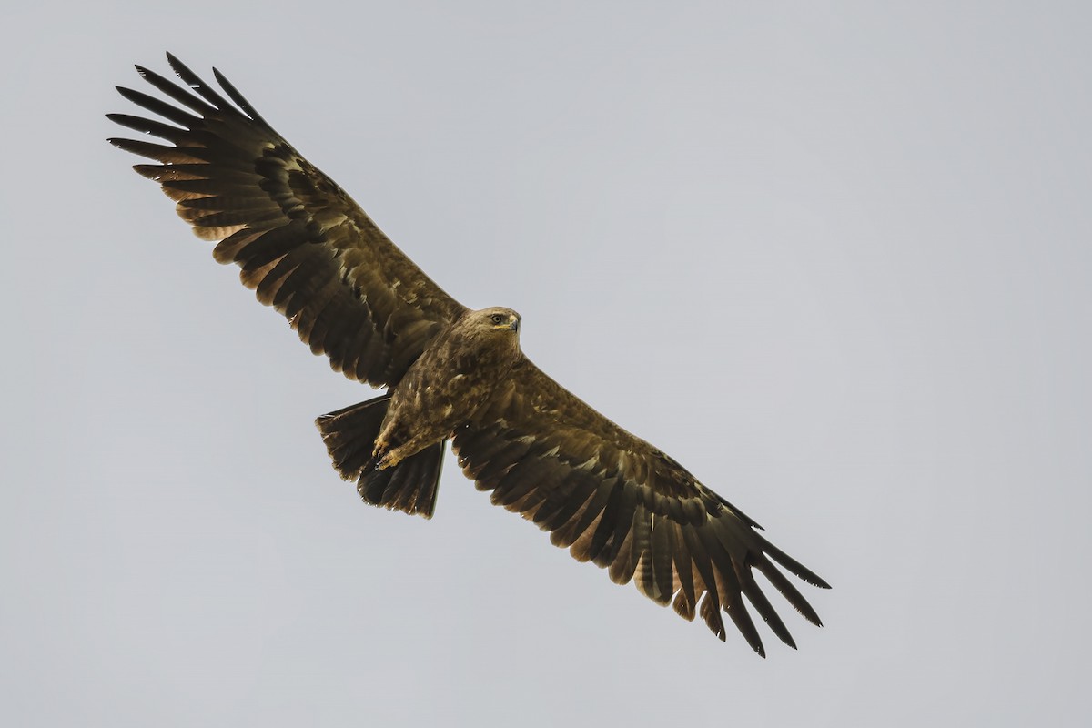 Lesser Spotted Eagle - Mustafa Özdemir
