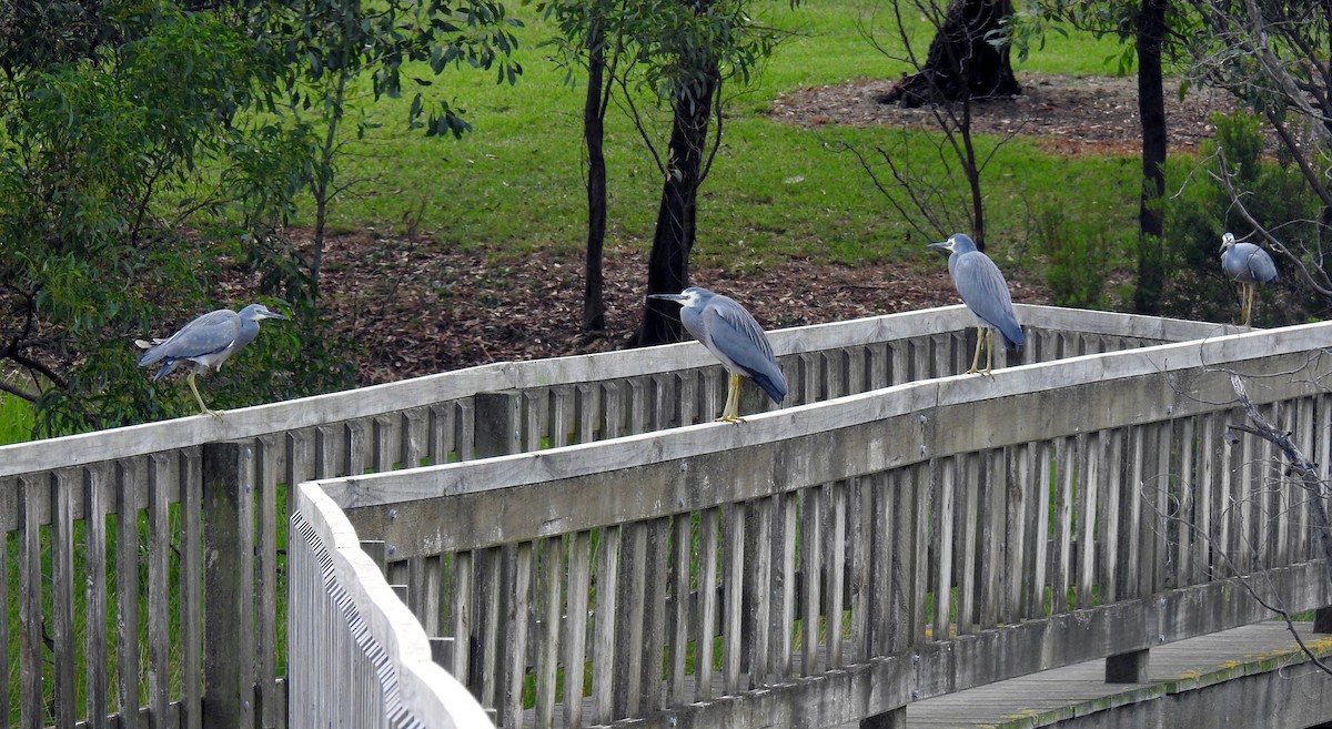 eBird Australia Checklist 2 May 2018 Lake McIntyre Millicent SA