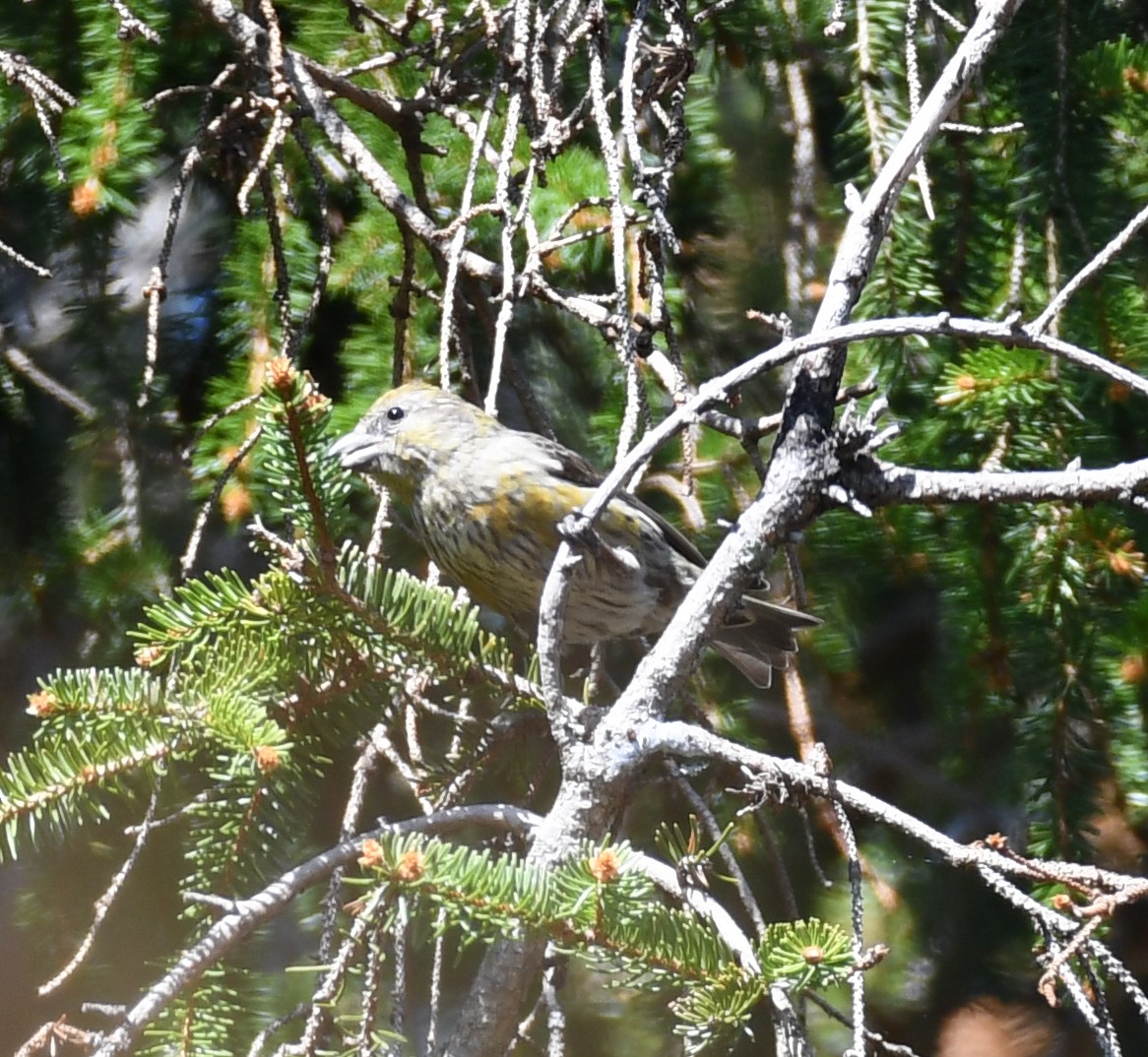 Red Crossbill (Northeastern or type 12) - ML99215611
