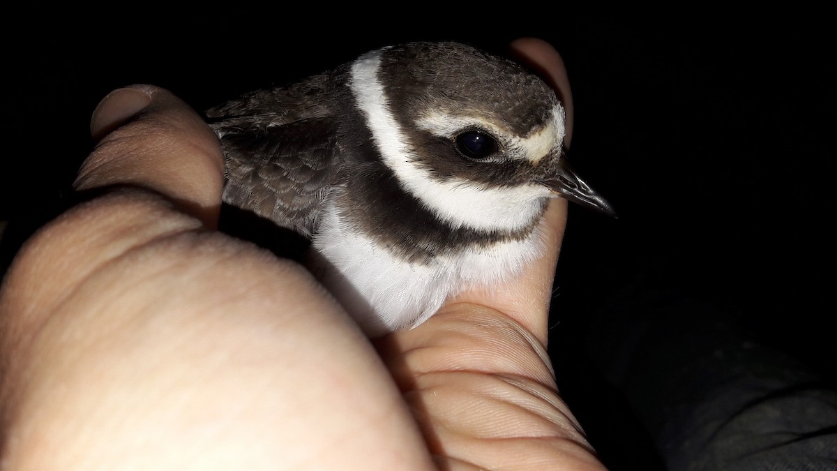Common Ringed Plover - ML99216481