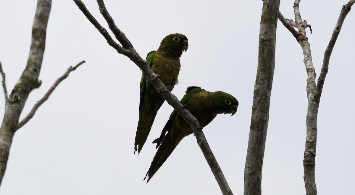 Olive-throated Parakeet (Aztec) - ML99219201