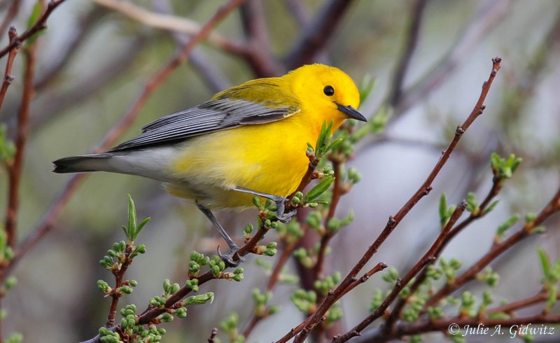 Prothonotary Warbler - ML99225431