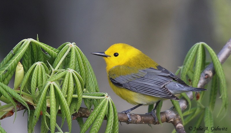 Prothonotary Warbler - ML99225501