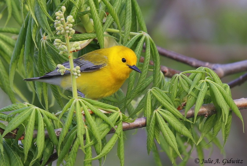 Prothonotary Warbler - ML99225521