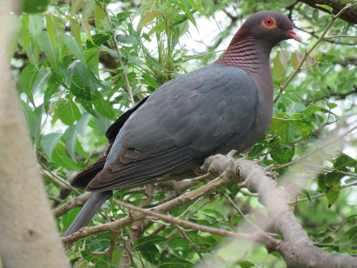 Scaly-naped Pigeon - ML99225701