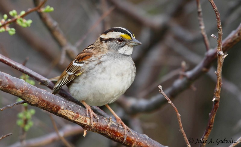 White-throated Sparrow - Julie Gidwitz