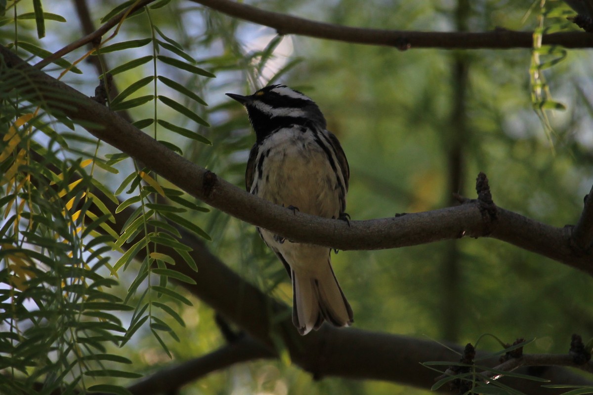 Black-throated Gray Warbler - Joel DuBois