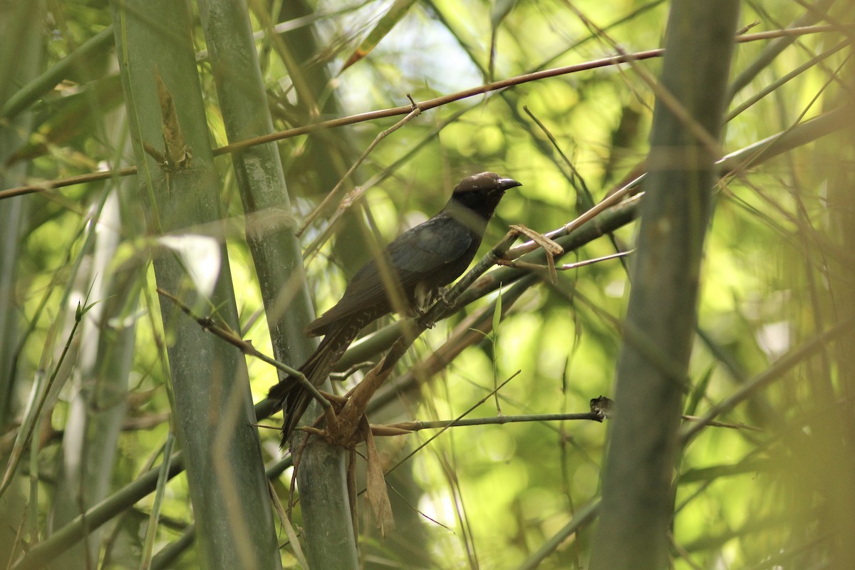 Square-tailed Drongo-Cuckoo - Krit Adirek