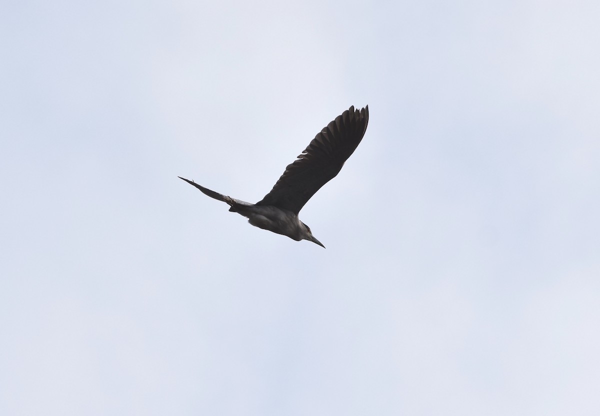 Black-crowned Night Heron - ML99230191