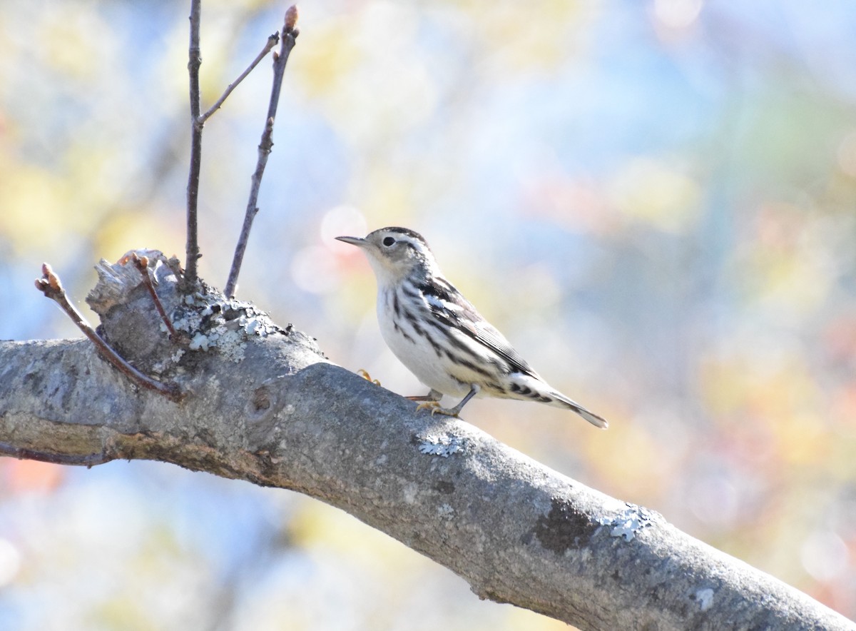 Black-and-white Warbler - ML99230291