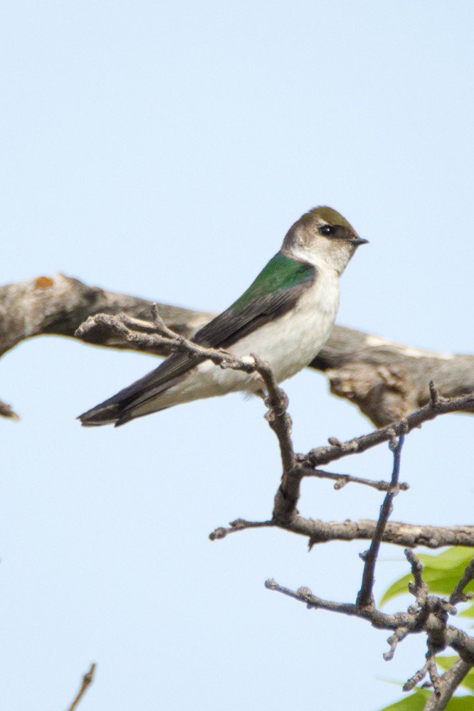 Violet-green Swallow - ML99230661