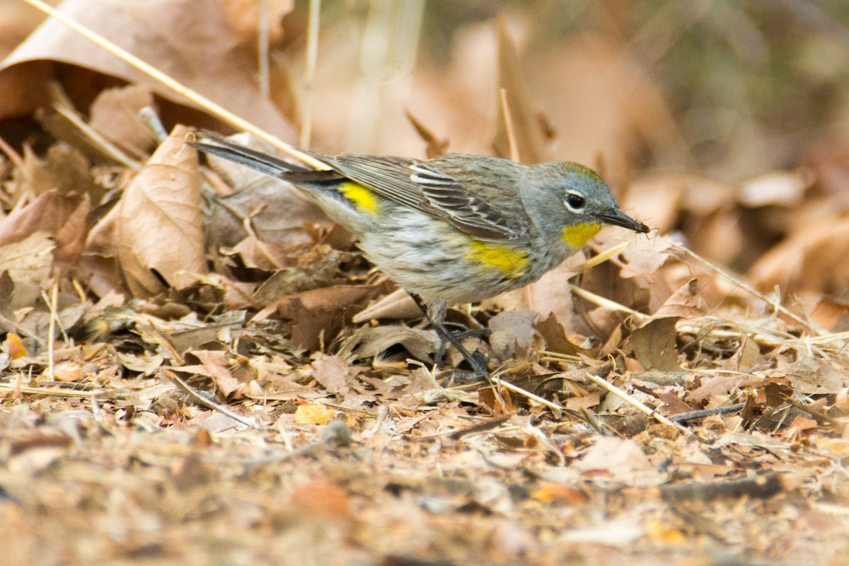 Yellow-rumped Warbler - Kathy Collins
