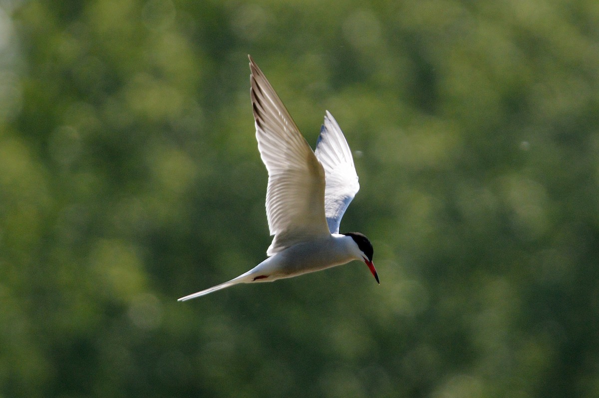 Common Tern - James Taylor