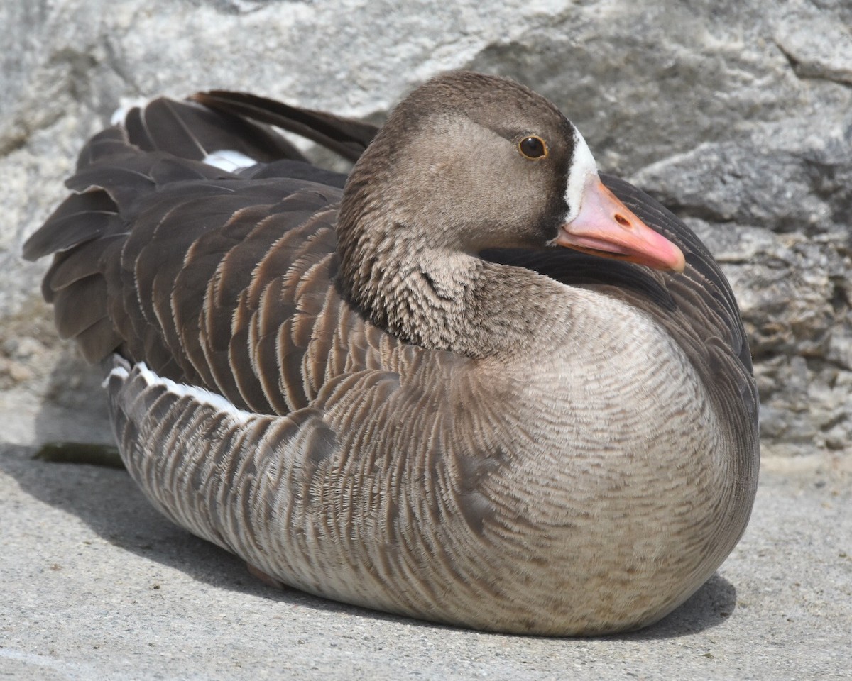 Greater White-fronted Goose - Don Hoechlin