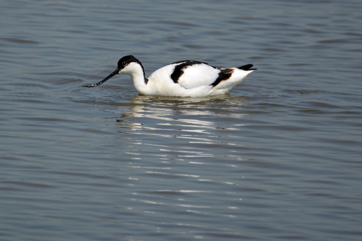 Pied Avocet - James Taylor