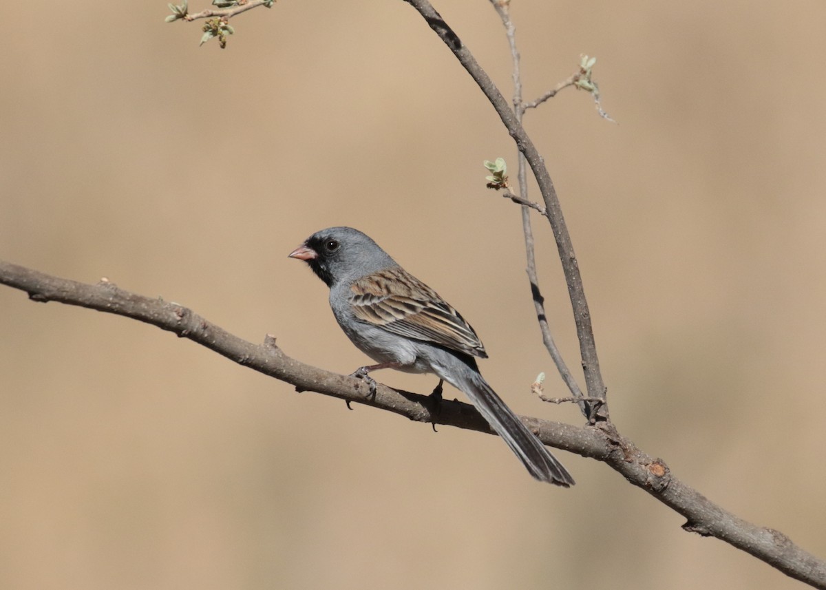 Black-chinned Sparrow - Letha Slagle