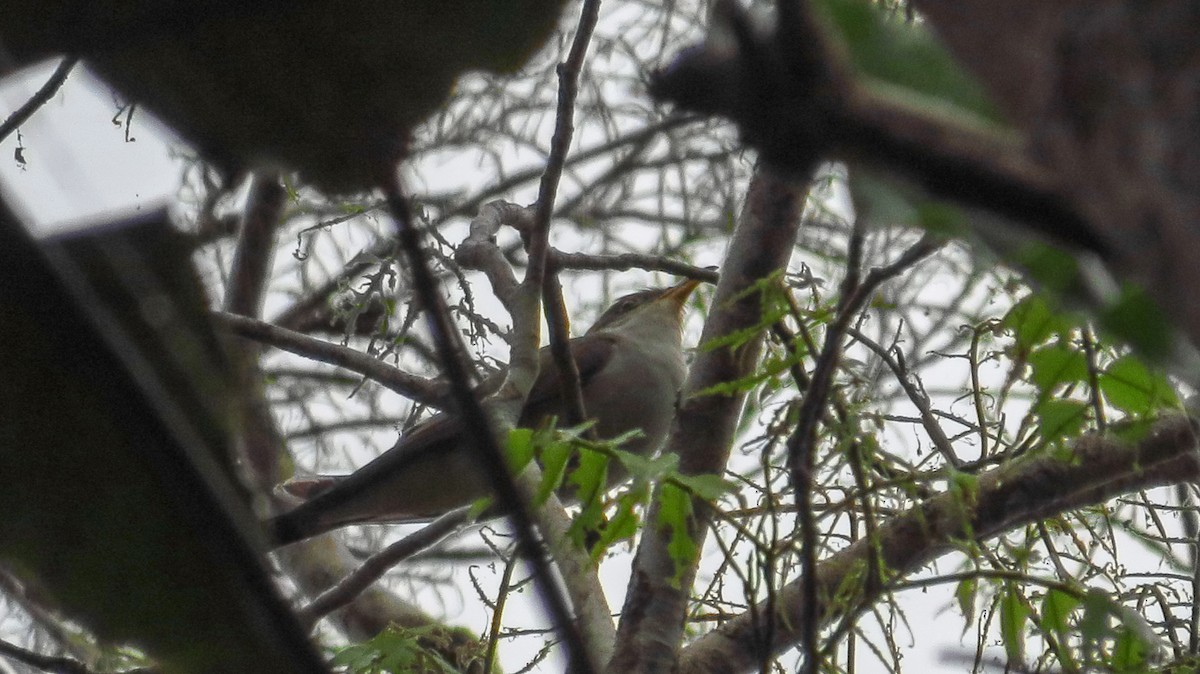 Pearly-breasted Cuckoo - Jorge Muñoz García   CAQUETA BIRDING