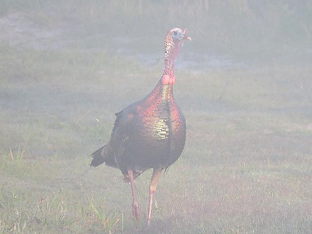 Wild Turkey - Roy E. Peterson