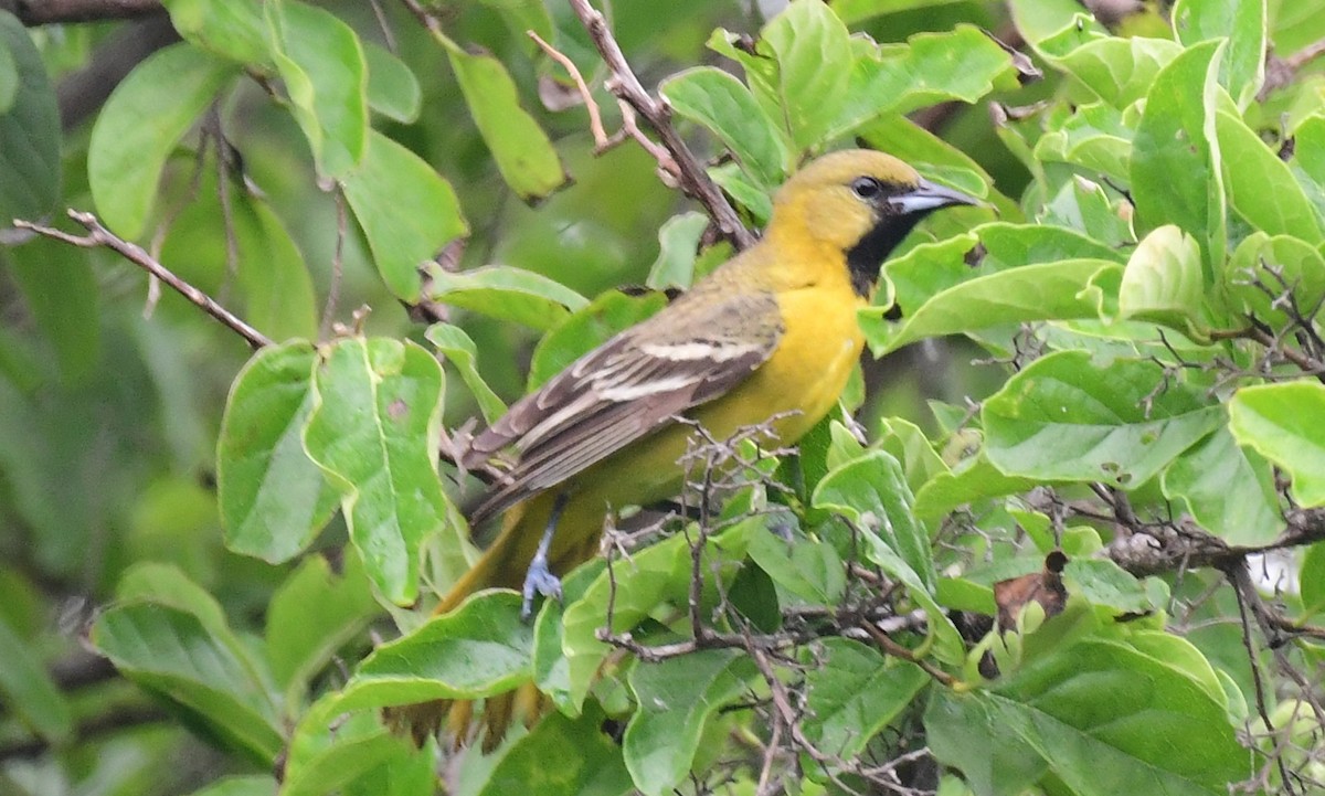 Orchard Oriole - ML99241271