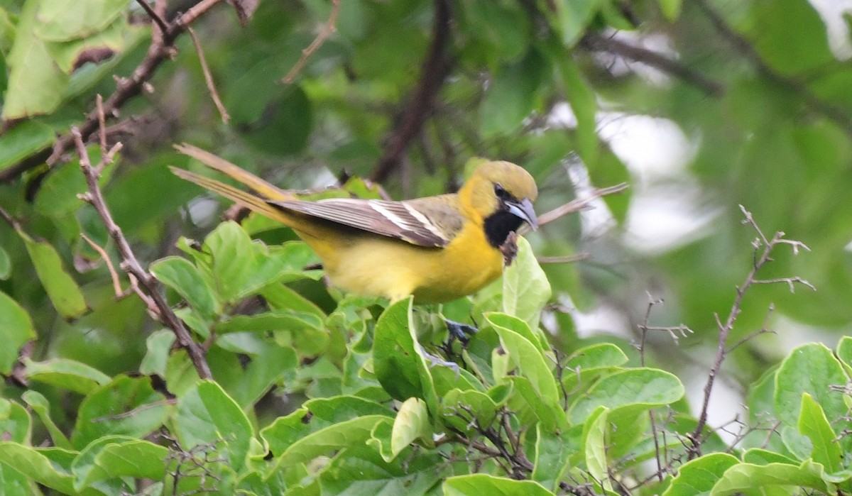 Orchard Oriole - ML99241281